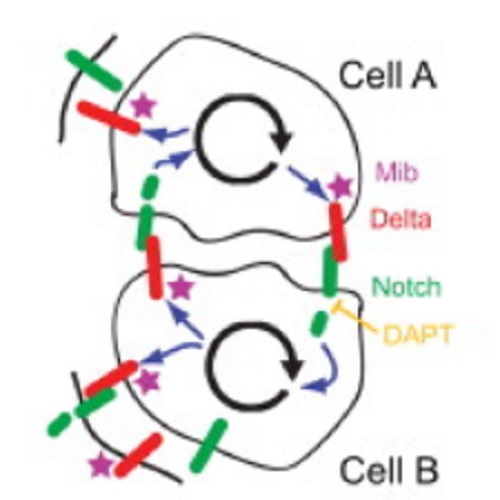 Fig.2 taken from Herrgen et al, 2010.