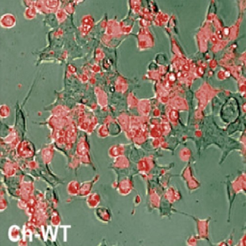 Fig.2 taken from Heymann et al, 2015.