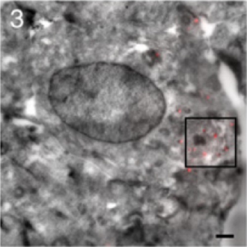 Fig.5 taken from Hoboth et al, 2015