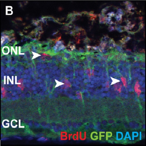 Fig.10 taken from Hochmann et al, 2012.