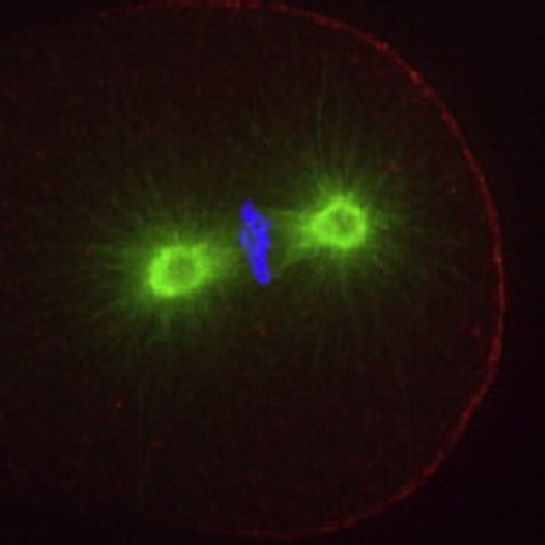 Fig.3 taken from Hoege et al, 2010.