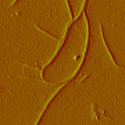 Fig.4 taken from Hoyer et al, 2014.