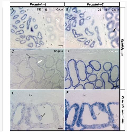 Fig. 2 taken from Jaszai et al, 2008.