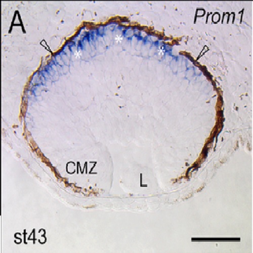 Fig.1 taken from Jaszai et al, 2011.