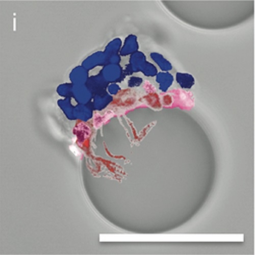 Fig.1 taken from Jgamadze et al, 2012.