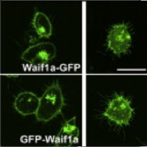 Fig.1 taken from Kagermeier et al, 2011.