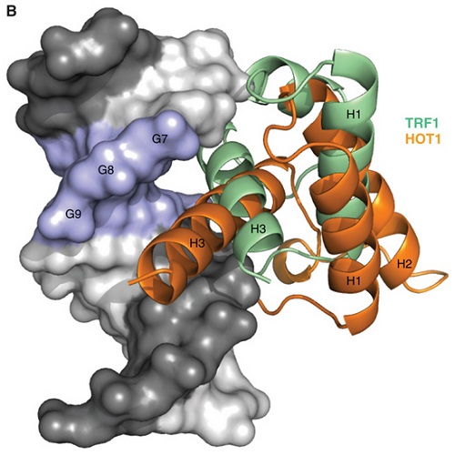 Fig.3 taken from Kappei et al, 2013