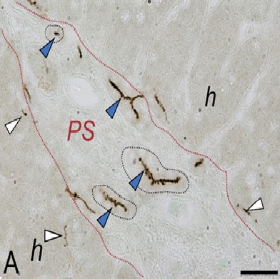 Fig. 6 taken from Karbanova et al, 2008.