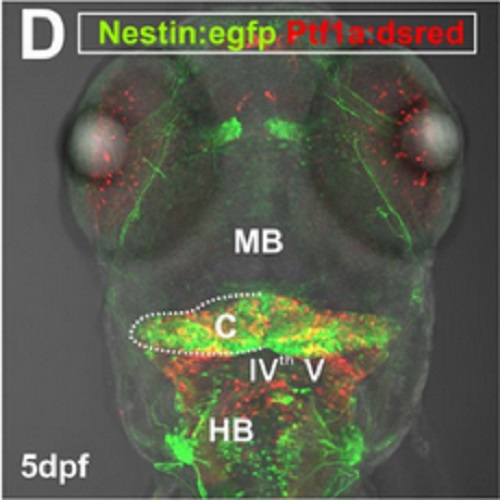 Fig.2 taken from Kaslin et al, 2013.