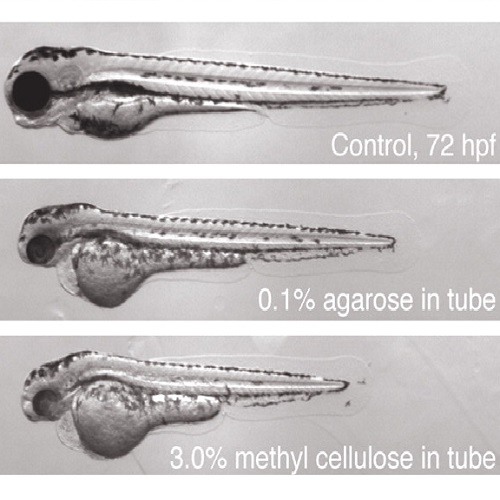 Fig.2 taken from Kaufmann et al, 2012.