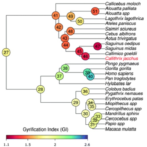 Fig.6 taken from Kelava et al, 2012.