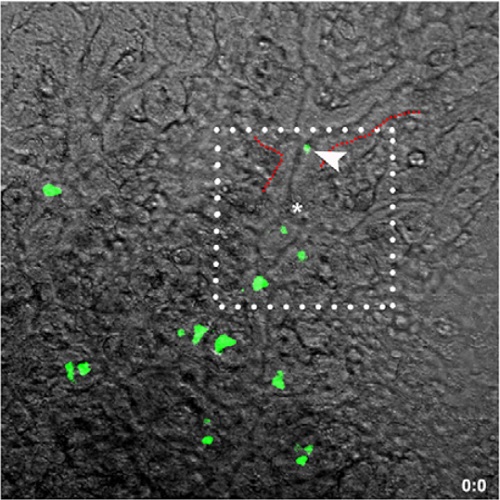 Fig.3 taken from Kesavan et al, 2014.