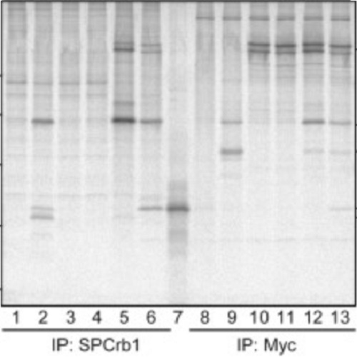 Fig.3 taken from Kilic et al, 2010.