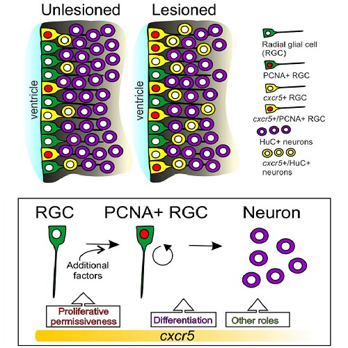 Fig.6 taken from Kizil et al, 2012.