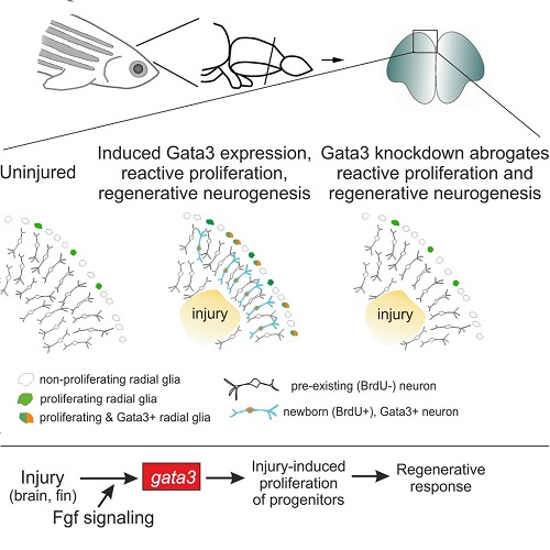 GA. taken from Kizil et al, 2012.