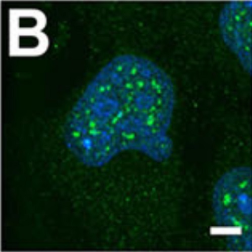 Fig.4 taken from Kizil et al, 2014.