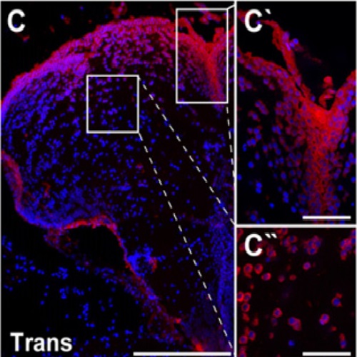 Fig.2 taken from Kizil et al, 2015.