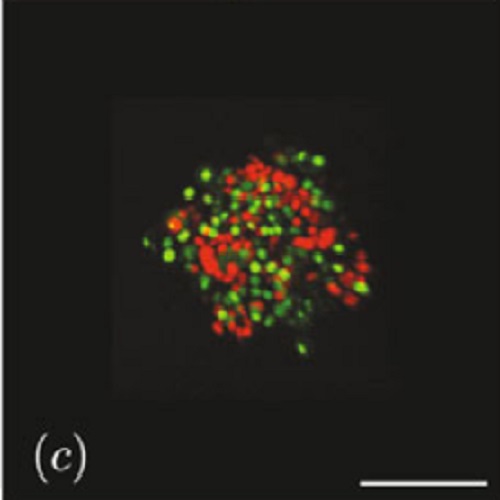 Fig.1 taken from Klopper et al, 2010.