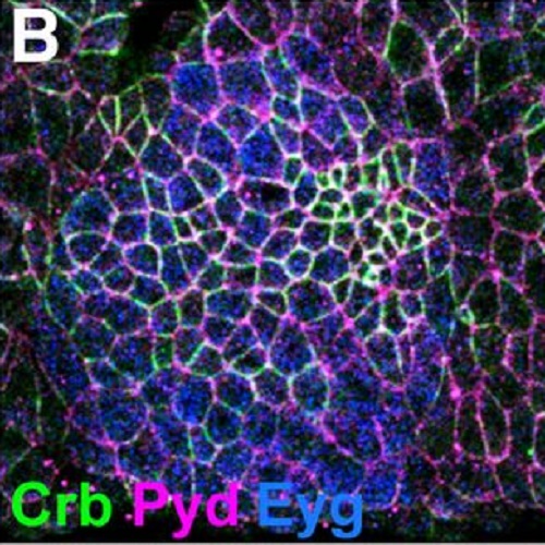 Fig.8 taken from Klose et al, 2013.