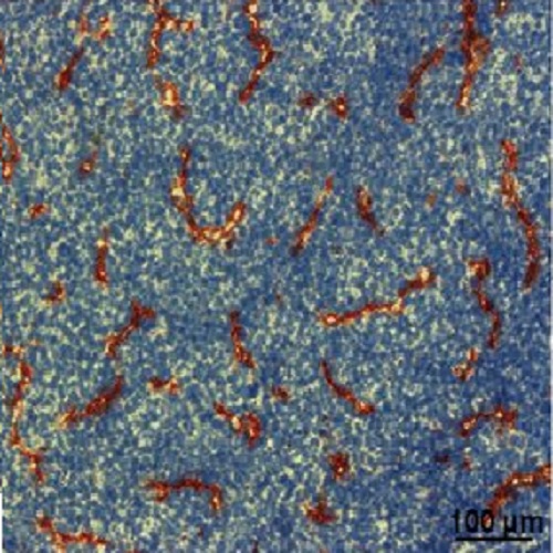 Fig.3 taken from Klotzsche-von Ameln et al, 2013.