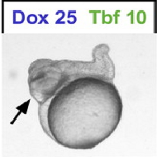 Fig.4 taken from Knopf et al, 2010.