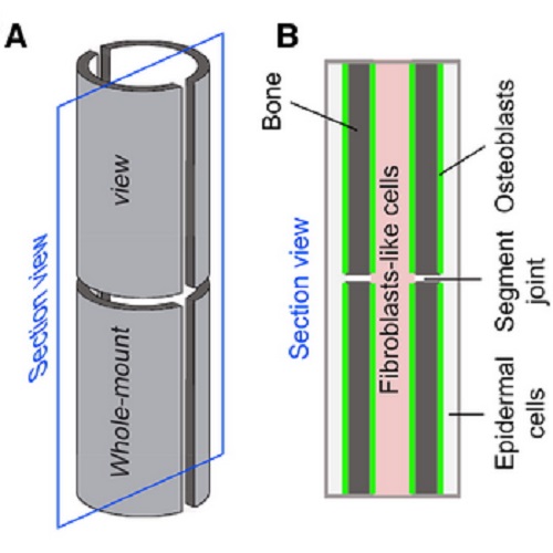 Fig.1 take from Knopf et al, 2011.