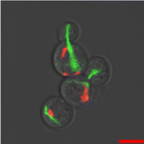 Fig.4 taken from Korkmaz et al, 2011.