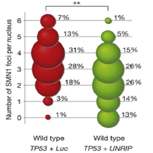 Fig.3 taken from Krastev et al, 2011.