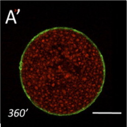 Fig.1 taken from Krens et al, 2011.