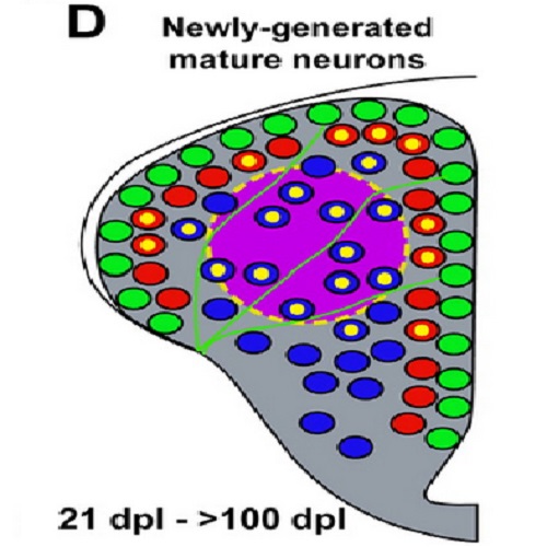 Fig.8 taken from Kroehne et al, 2011.