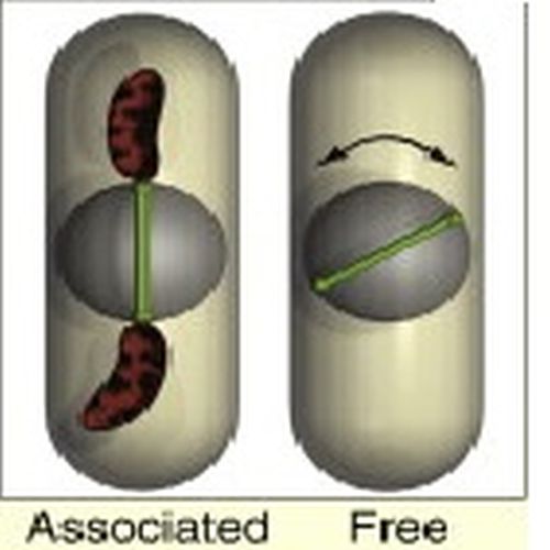 Fig.2 taken from Krueger et al, 2008.