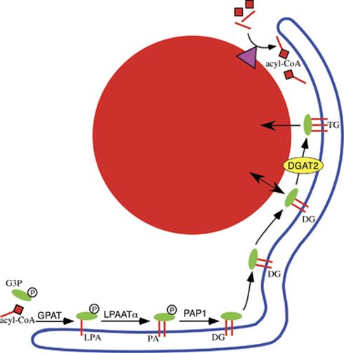 Fig. 11 taken from Kuerschner et al, 2008.