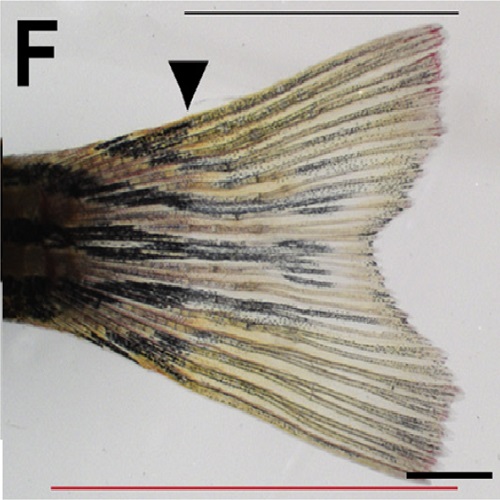 Fig.1 taken from Kujawski et al, 2014.