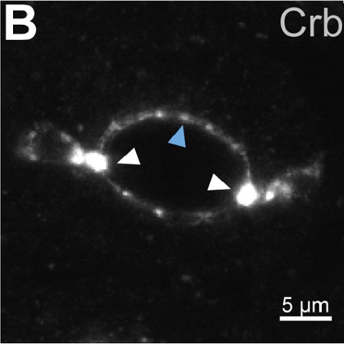 Fig.1 taken from Kumichel et al, 2014.