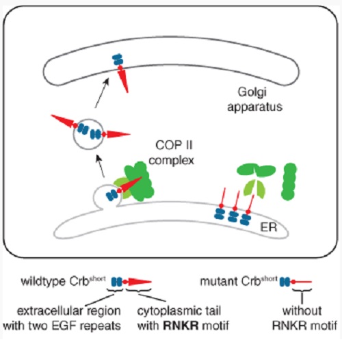 GA. taken from Kumichel et al, 2015.