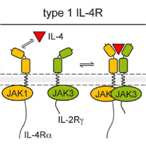 Fig.1 taken from Kurgonaite et al, 2015.