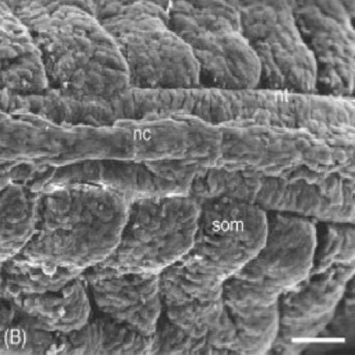 Fig.5 taken from Kurth et al, 2010.