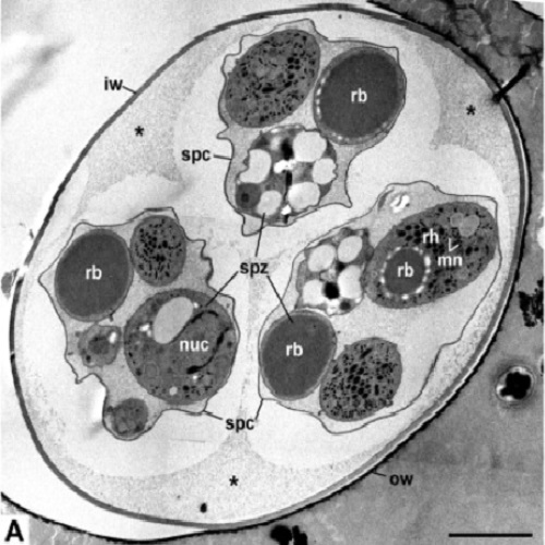 Fig.3 taken from Kurth et al, 2012.