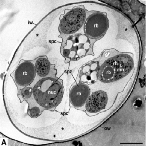 Fig.3 taken from Kurth et al, 2012.