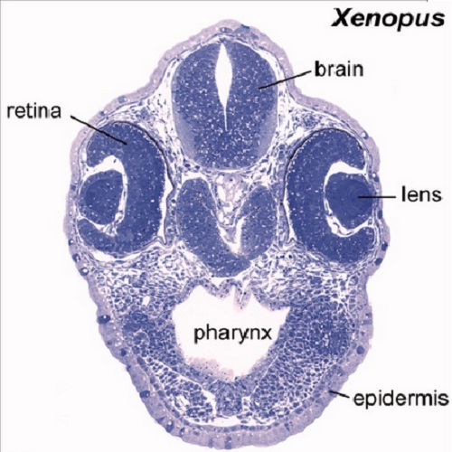 Fig.4 taken from Kurth et al, 2012.