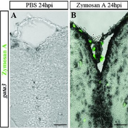 fig.4 taken from Kyritsis et al, 2012.