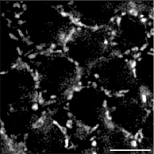 Fig.1 taken from Labrador et al, 2013.