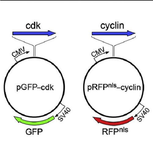 Fig.1 taken from Lange et al, 2009.