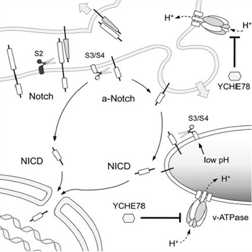 Fig.4 taken from Lange et al, 2011.