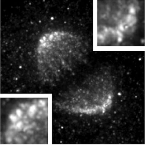 Fig.1 taken from Lawo et al, 2009.