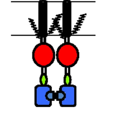 Fig.3 taken from Levental et al, 2011.