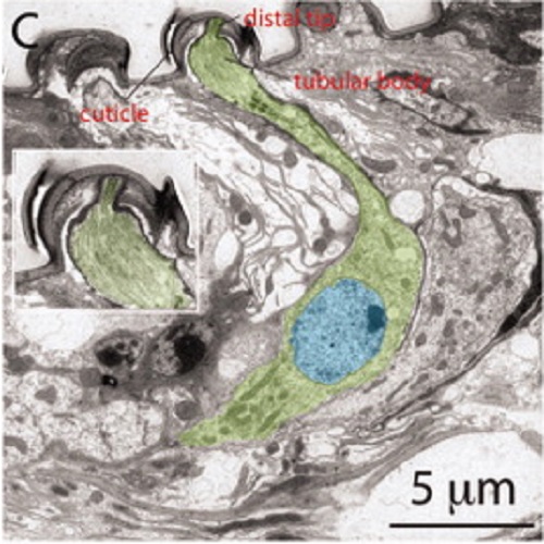 Fig.2 taken from Liang et al, 2011.