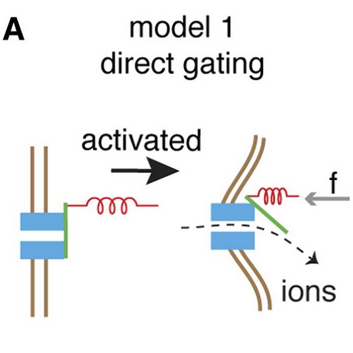 Fig.6 taken from Liang et al, 2013.