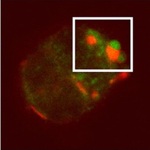 Fig.7 taken from Lingwood et al, 2009.