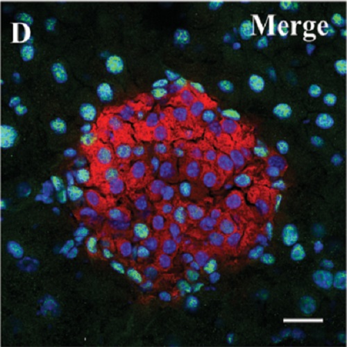 Fig.3 taken from Liu et al, 2010.